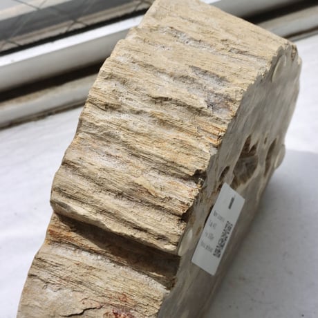 " OAK ” Petrified Wood Accessory Tray - S #431