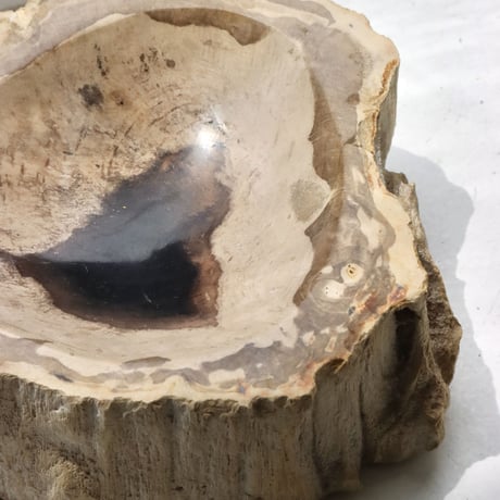 " OAK ” Petrified Wood Accessory Tray -  S #434