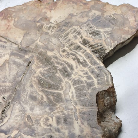 " OAK ” Petrified Wood Plate - S