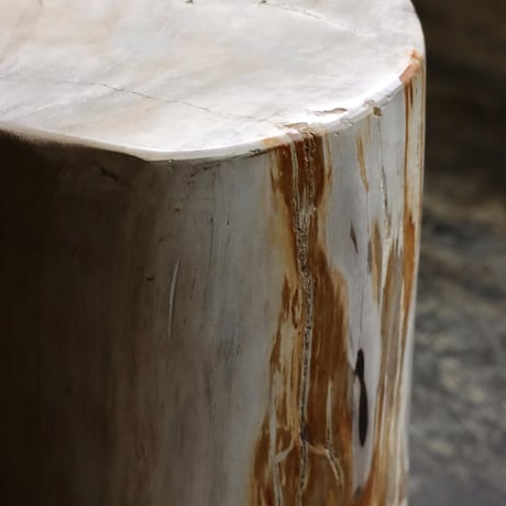 " OAK ” Petrified Wood Stool #003