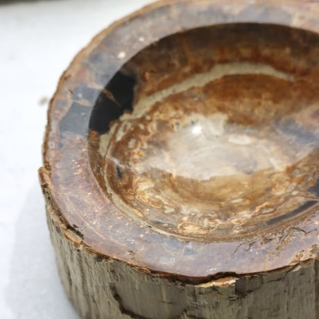 " OAK ” Petrified Wood Accessory Tray - S  #424