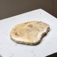 " OAK ” Petrified Wood Plate - S
