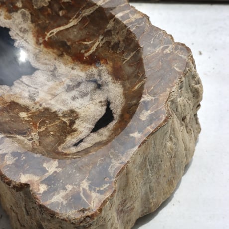 " OAK ” Petrified Wood Accessory Tray - S #439