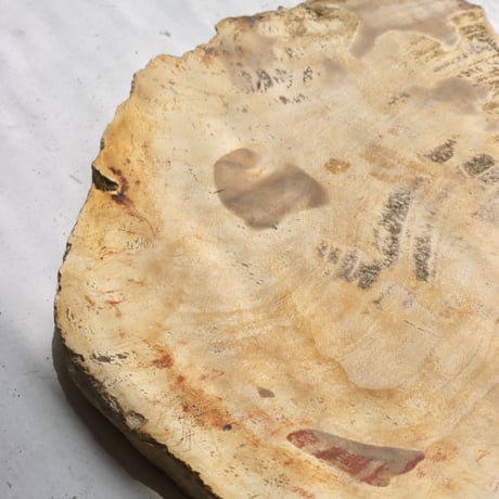" OAK ” Petrified Wood Plate - S