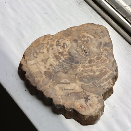 " OAK ” Petrified Wood Plate - S
