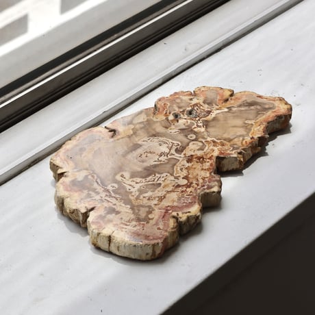 " OAK ” Petrified Wood Plate - S