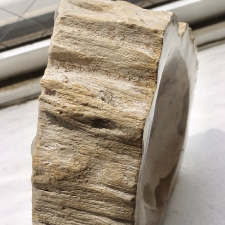 " OAK ” Petrified Wood Accessory Tray -  S #434
