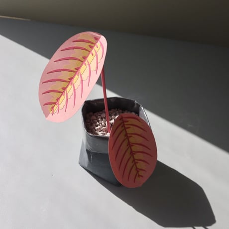 "Brazen Botany" SMALL PINK PRAYER PLANT