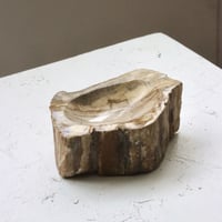 " OAK ” Petrified Wood Accessory Tray - S #426