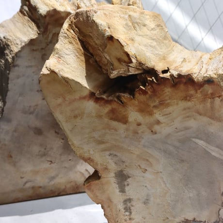 " OAK ” Petrified Wood Bookend - M #002