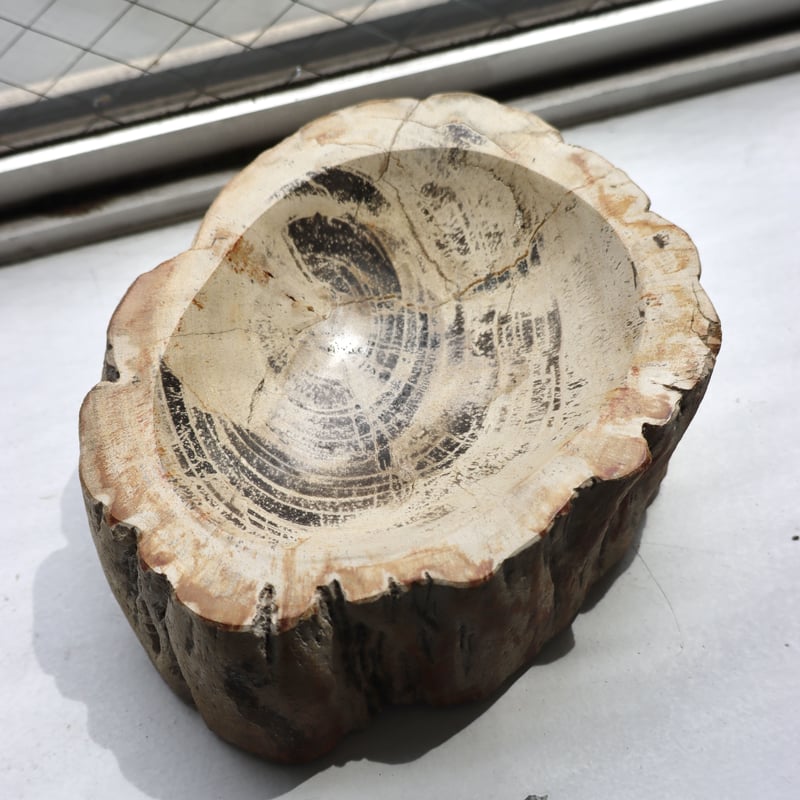 OAK ” Petrified Wood Accessory Tray - S #410
