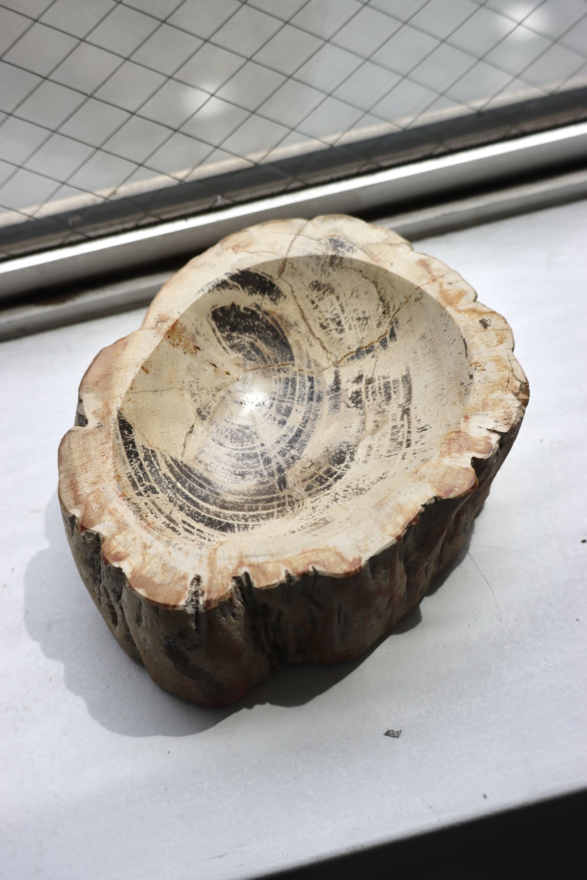 OAK ” Petrified Wood Accessory Tray - S #410