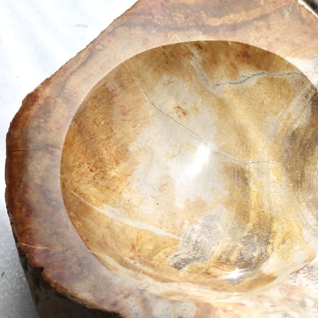 " OAK ” Petrified Wood Accessory Tray - M #402