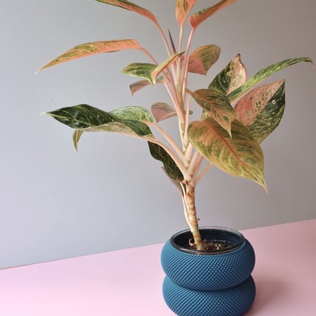 "Sheyn." Dorn 253g 1c Planter - Mosaic Blue -