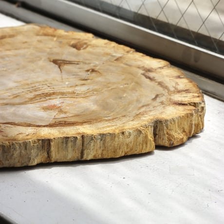 " OAK ” Petrified Wood Plate - M #103
