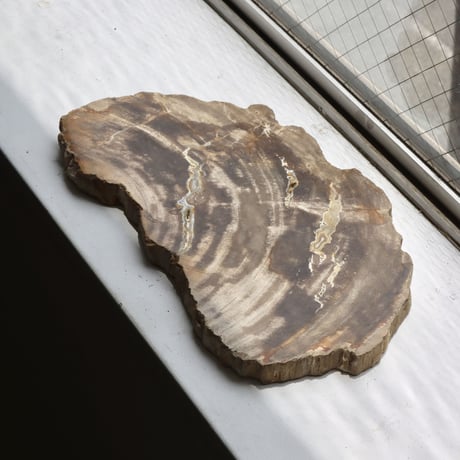 " OAK ” Petrified Wood Plate - M #104