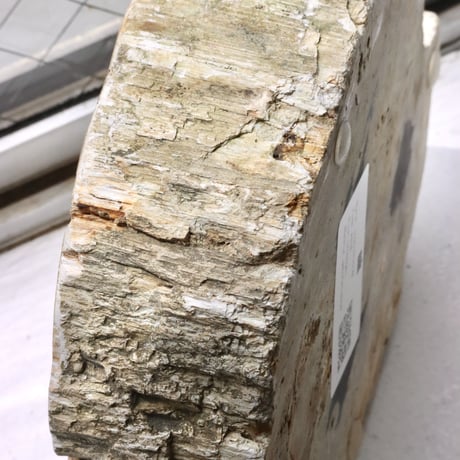 " OAK ” Petrified Wood Accessory Tray - M #418
