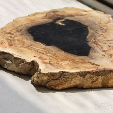 " OAK ” Petrified Wood Plate - S