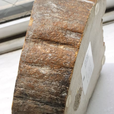" OAK ” Petrified Wood Accessory Tray - S  #419