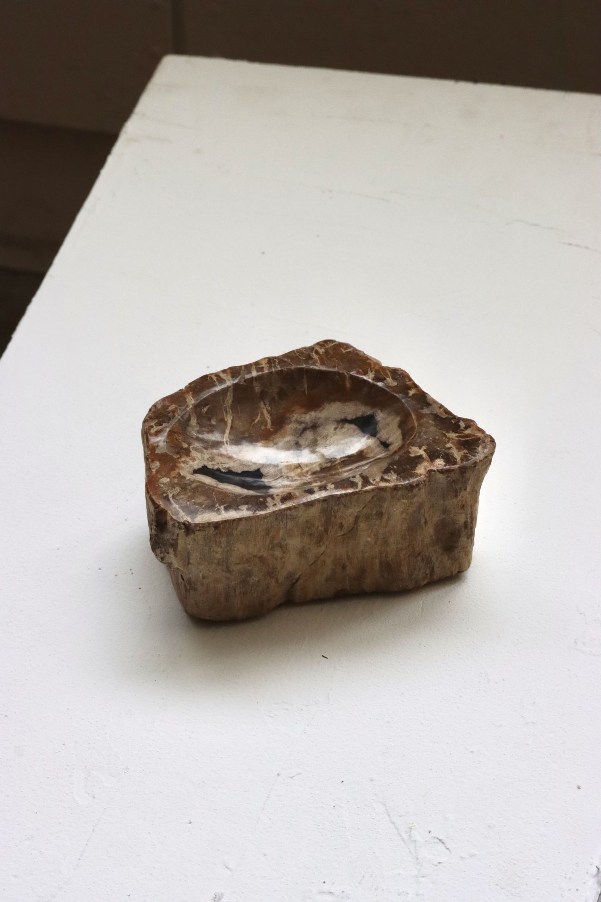 OAK ” Petrified Wood Accessory Tray - S #439
