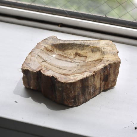 " OAK ” Petrified Wood Accessory Tray - S #426