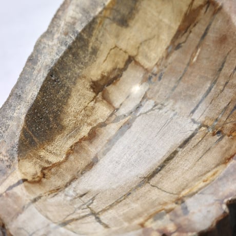 " OAK ” Petrified Wood Accessory Tray - S #426
