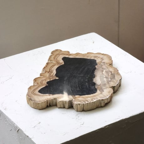 " OAK ” Petrified Wood Plate - M #101