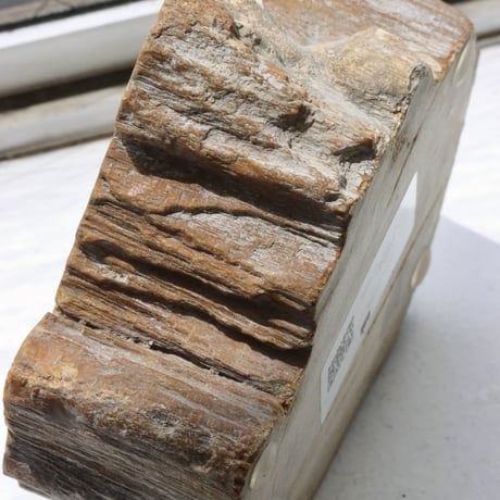 " OAK ” Petrified Wood Accessory Tray - S #421