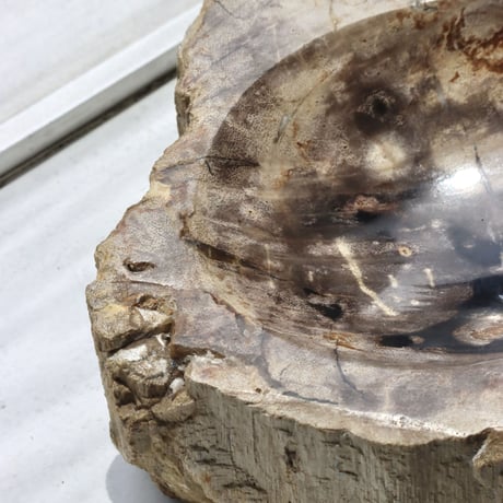 " OAK ” Petrified Wood Accessory Tray - S #446