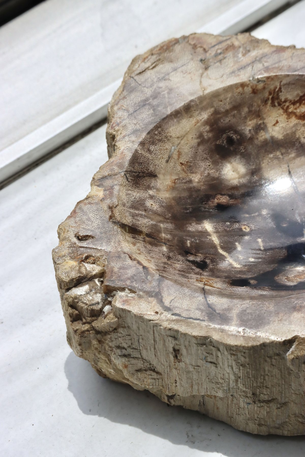 OAK ” Petrified Wood Accessory Tray - S #446