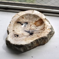 " OAK ” Petrified Wood Accessory Tray - M #418