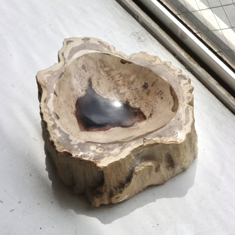 " OAK ” Petrified Wood Accessory Tray -  S #434