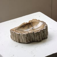 " OAK ” Petrified Wood Accessory Tray - M #409
