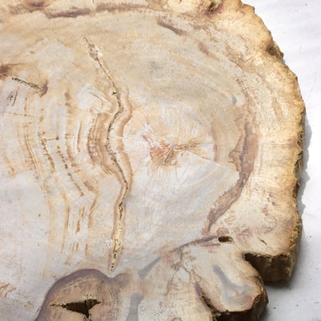 " OAK ” Petrified Wood Plate - M #103