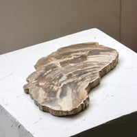 " OAK ” Petrified Wood Plate - M #104