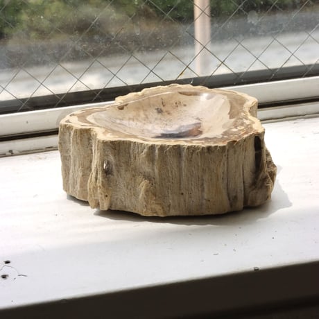 " OAK ” Petrified Wood Accessory Tray -  S #434