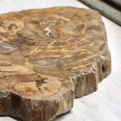 " OAK ” Petrified Wood Plate - S