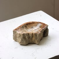 " OAK ” Petrified Wood Accessory Tray - S  #422
