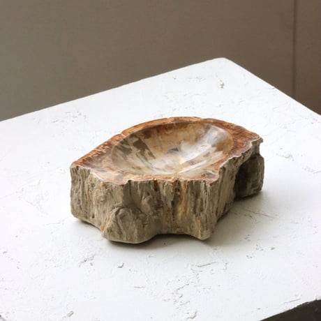 " OAK ” Petrified Wood Accessory Tray - S  #422