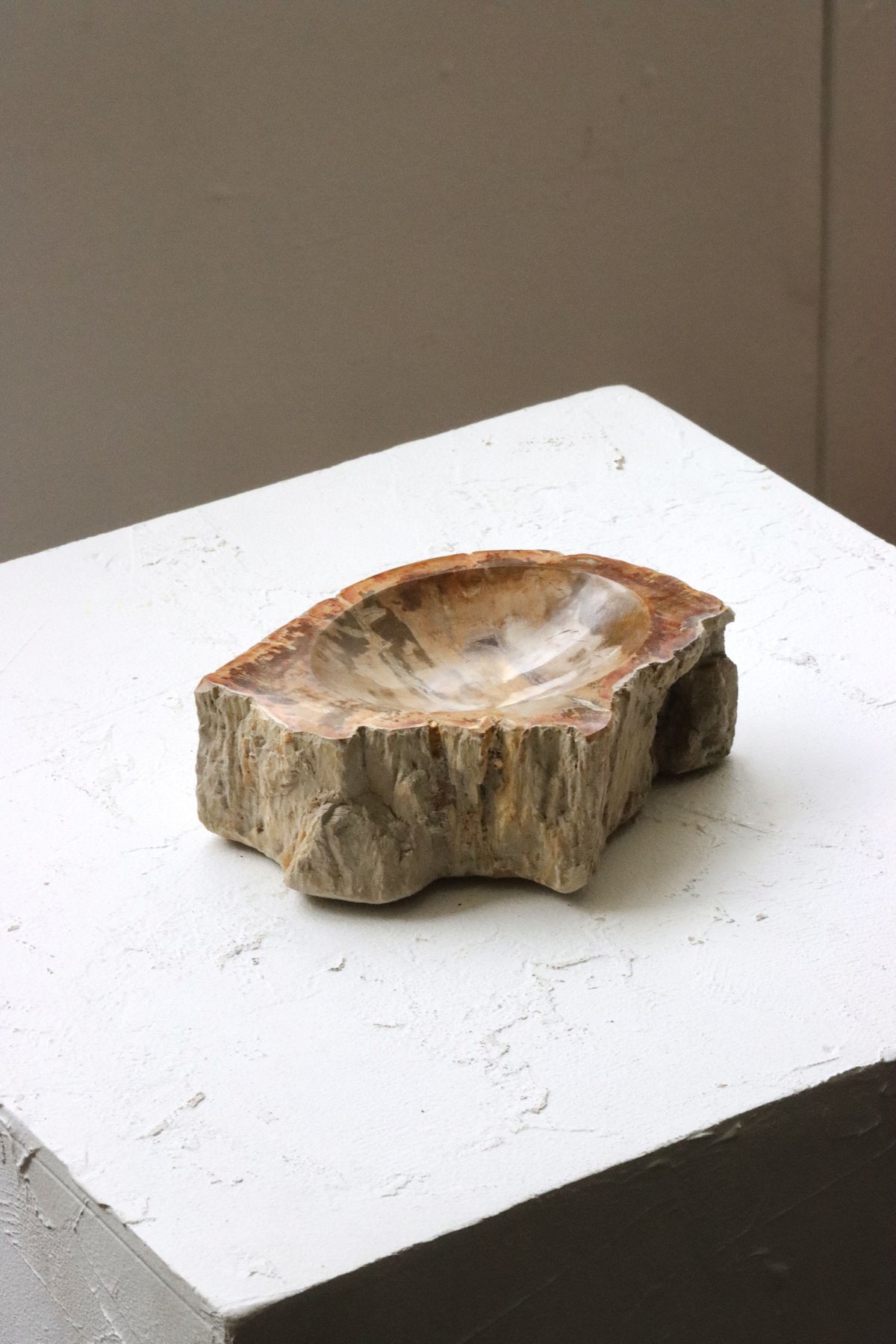 OAK ” Petrified Wood Accessory Tray - S #422