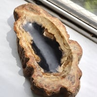 " OAK ” Petrified Wood Accessory Tray - M #403