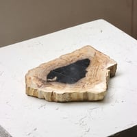" OAK ” Petrified Wood Plate - S
