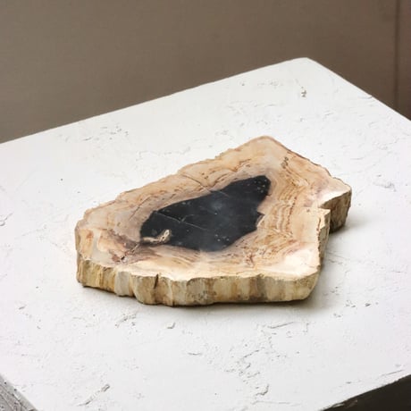 " OAK ” Petrified Wood Plate - S
