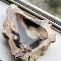 " OAK ” Petrified Wood Accessory Tray - M #415