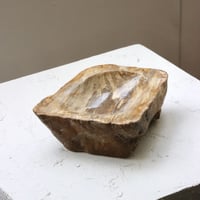 " OAK ” Petrified Wood Accessory Tray - M #412