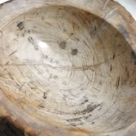 " OAK ” Petrified Wood Accessory Tray - S  #428