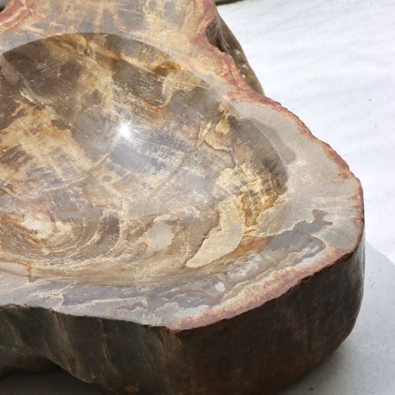 OAK ” Petrified Wood Accessory Tray - M #411