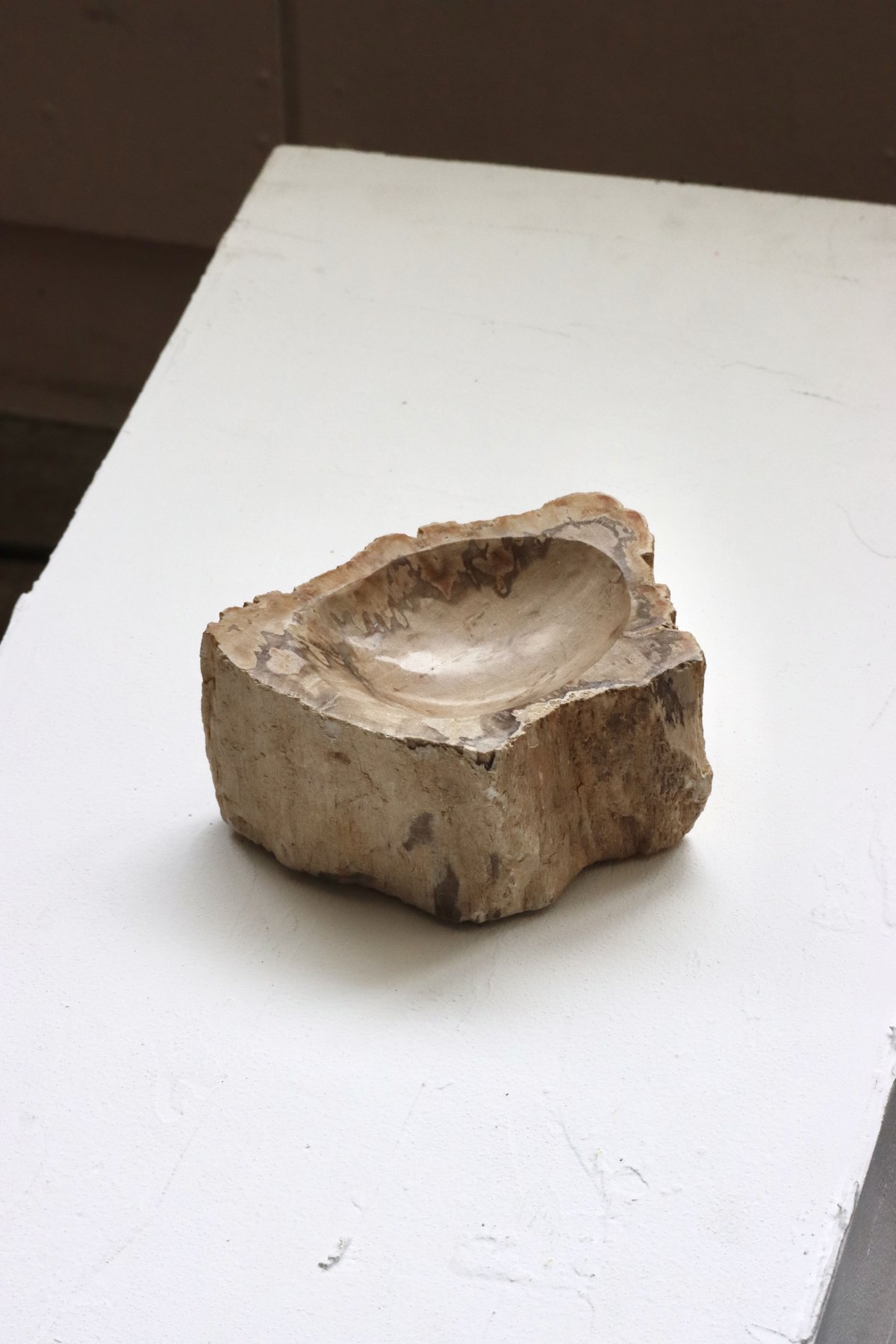 OAK ” Petrified Wood Accessory Tray - S #443