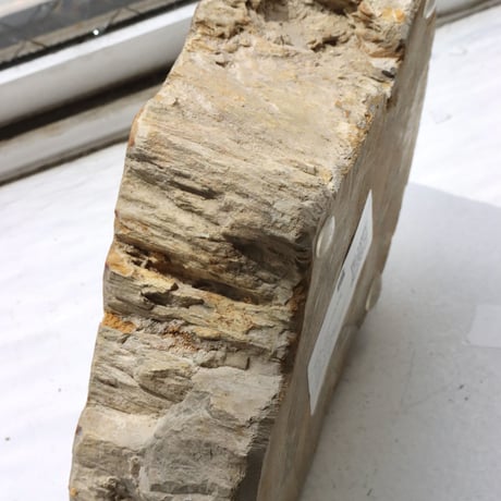 " OAK ” Petrified Wood Accessory Tray - S  #422
