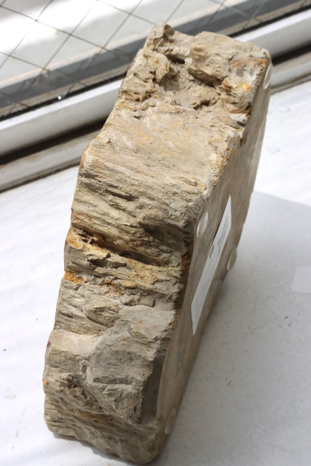 OAK ” Petrified Wood Accessory Tray - S #422